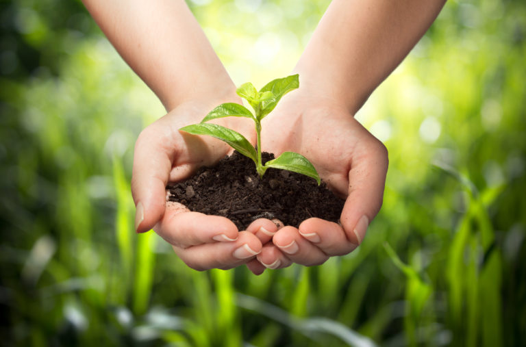 Hands holding soil with a green sprout growing, symbolizing sustainability and environmental growth