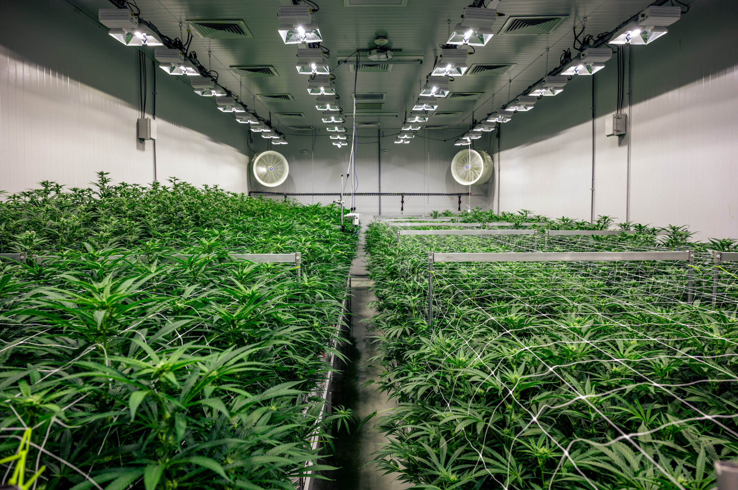 Interior of an industrial cannabis cultivation facility with marijuana plants growing under controlled conditions, showcasing commercial cannabis production